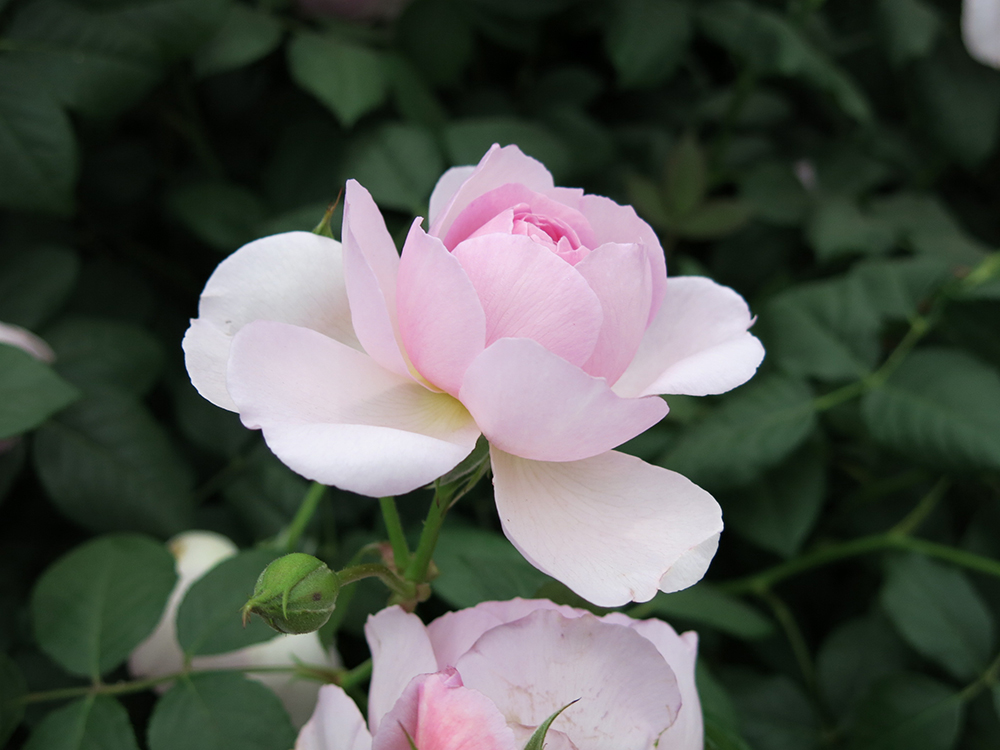 Pink Rose Chelsea Flower Show 2015